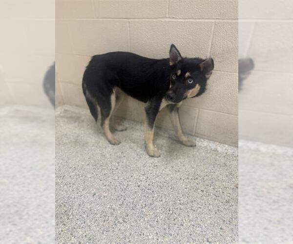 Medium Photo #1 Siberian Husky-Unknown Mix Puppy For Sale in Conroe, TX, USA