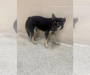Siberian Husky-Unknown Mix Dogs for adoption in Conroe, TX, USA