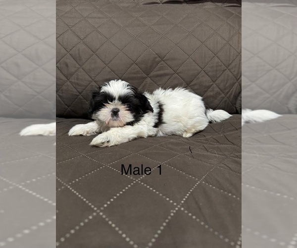 Medium Photo #2 Shih Tzu Puppy For Sale in CRITTENDEN, KY, USA