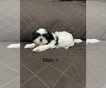Small #1 Shih Tzu