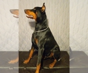 Father of the Doberman Pinscher puppies born on 05/13/2022