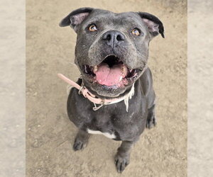 Mutt Dogs for adoption in Riverside, CA, USA