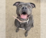 HUP PUP - Female Mutt Dog for Adoption - Small photo