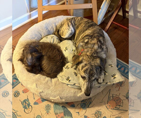 Medium Photo #3 Mutt Puppy For Sale in Rockaway, NJ, USA