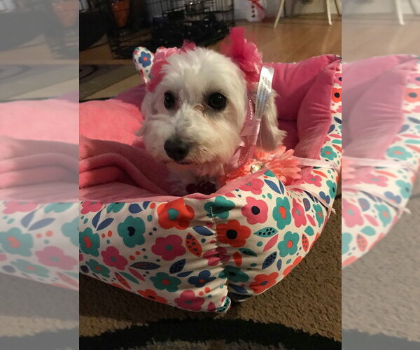 Medium Photo #8 Maltese-Unknown Mix Puppy For Sale in Corona, CA, USA