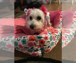 Small Photo #8 Maltese-Unknown Mix Puppy For Sale in Corona, CA, USA