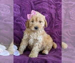 Goldendoodle (Miniature) Puppy for sale in QUARRYVILLE, PA, USA