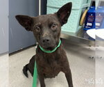 Small #3 Chihuahua Mix
