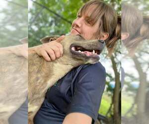 Romeo - Courtesy Post - Male Mutt Dog for Adoption - Photo #3