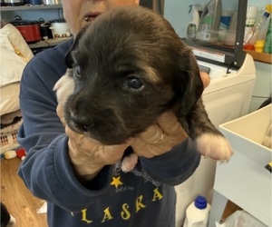 Dachshund Puppy for sale in ASHLAND, NE, USA
