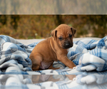 Small Photo #17 Rhodesian Ridgeback Puppy For Sale in THREE RIVERS, CA, USA