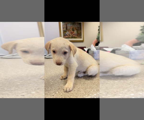 Medium Photo #2 Siberian Husky-Unknown Mix Puppy For Sale in Holly Springs, NC, USA