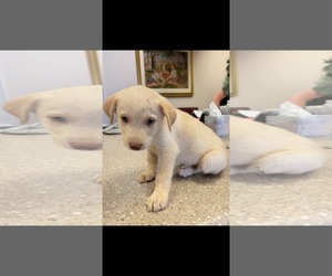 James - Carly Simon Litter - Male Siberian Husky-Unknown Mix Dog for Adoption - Photo #2