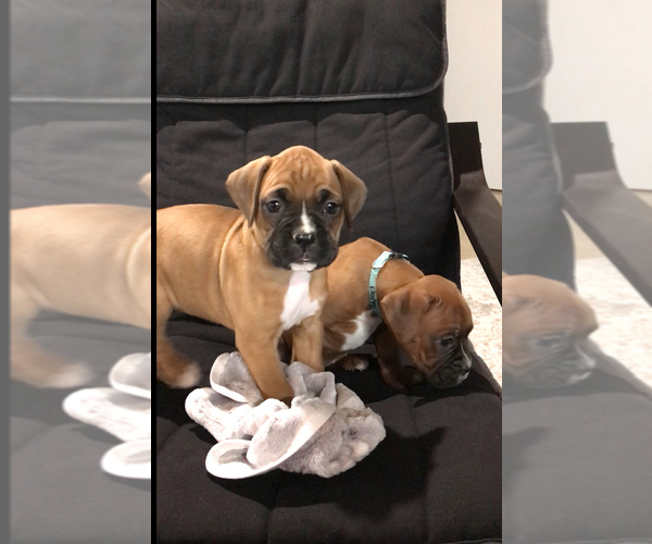 Medium Photo #2 Boxer Puppy For Sale in APPLE CREEK, OH, USA