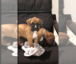Small #1 Boxer