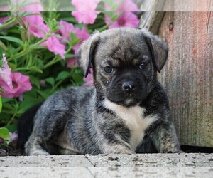 English Bulldog-Puggle Mix Puppy for sale in FREDERICKSBG, OH, USA