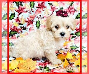 Maltipoo Puppy for sale in TAYLOR, TX, USA