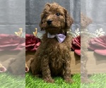 Puppy Daisy Goldendoodle (Miniature)