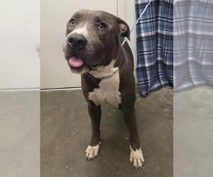 American Bulldog Dogs for adoption in Rosenberg, TX, USA