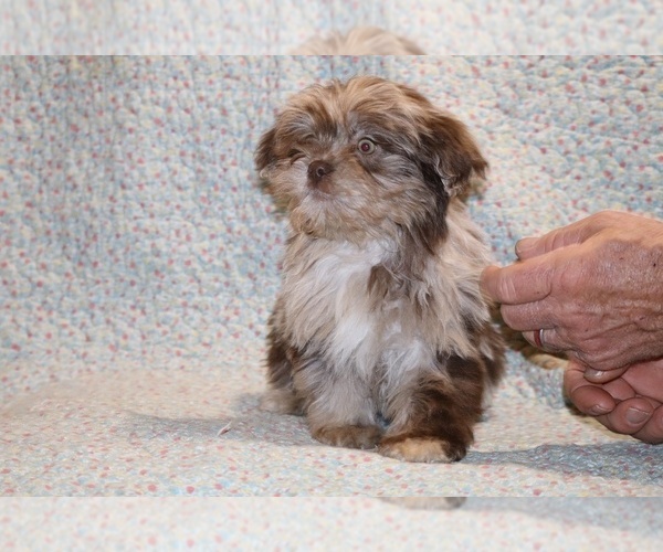 Medium Photo #9 Shih Tzu Puppy For Sale in DYERSBURG, TN, USA