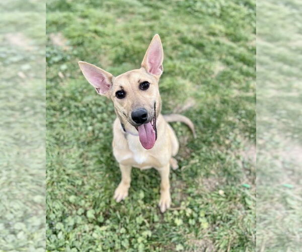 Medium Photo #1 Mutt Puppy For Sale in Sandy, UT, USA