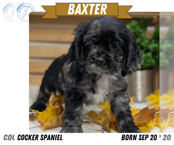 Medium Photo #1 Cocker Spaniel Puppy For Sale in GOSHEN, IN, USA