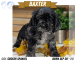 Puppy Baxter Cocker Spaniel
