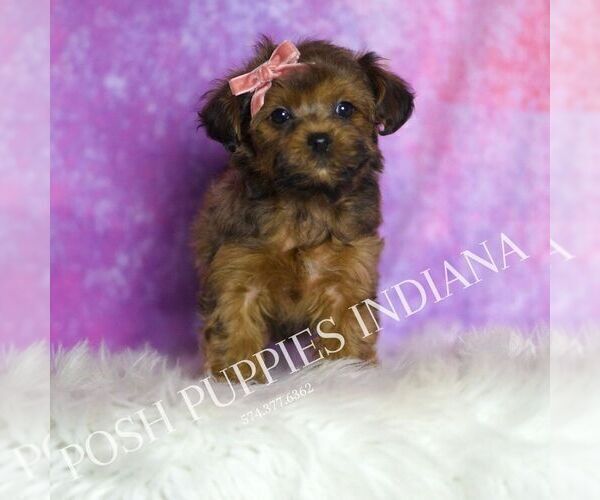 Medium Photo #6 Yorkipoo Puppy For Sale in WARSAW, IN, USA