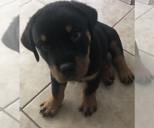 Medium Photo #9 Rottweiler Puppy For Sale in KISSIMMEE, FL, USA