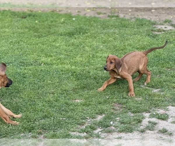 Medium Photo #4 Labrador Retriever-Rhodesian Ridgeback Mix Puppy For Sale in FRESNO, CA, USA