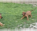 Small #3 Labrador Retriever-Rhodesian Ridgeback Mix