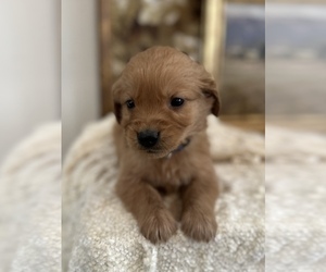 Golden Retriever Puppy for sale in FORDLAND, MO, USA