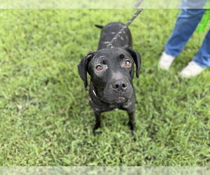 Labrador Retriever-Unknown Mix Dogs for adoption in St. Cloud, FL, USA