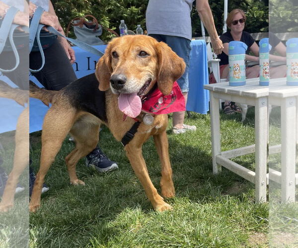 Medium Photo #7 Mutt Puppy For Sale in Oakhurst, NJ, USA