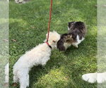 Small #3 Mutt