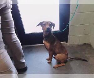 German Shepherd Dog-Unknown Mix Dogs for adoption in Tulsa, OK, USA