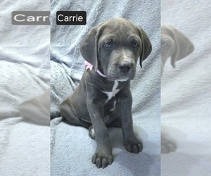 Cane Corso Puppy for sale in MINERAL WELLS, WV, USA