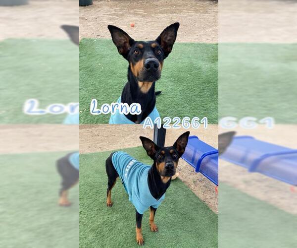 Medium Photo #1 Doberman Pinscher-Unknown Mix Puppy For Sale in HESPERIA, CA, USA