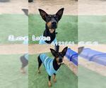 Small Doberman Pinscher Mix