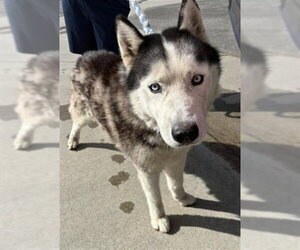 Siberian Husky Dogs for adoption in Rancho Cucamonga, CA, USA