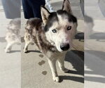 Small Siberian Husky