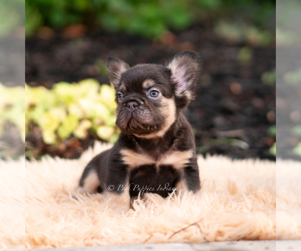 Medium Photo #5 French Bulldog Puppy For Sale in WARSAW, IN, USA