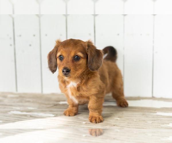 Medium Photo #2 Dachshund Puppy For Sale in BREMEN, IN, USA