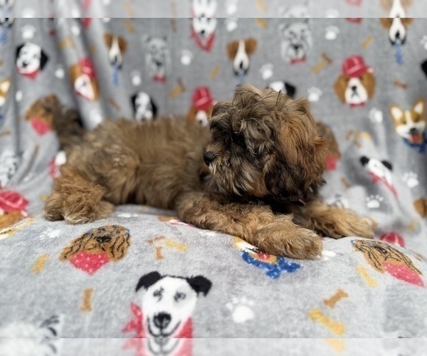 Medium Photo #8 Shih-Poo Puppy For Sale in LAKELAND, FL, USA