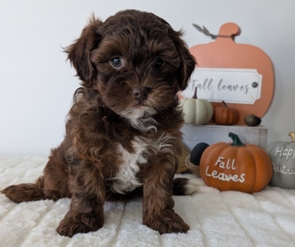 Medium Photo #12 ShihPoo Puppy For Sale in GOSHEN, IN, USA