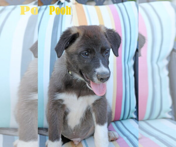 Medium Photo #5 Collie-Labrador Retriever Mix Puppy For Sale in Wakefield, RI, USA