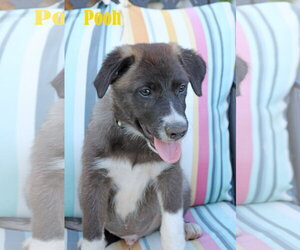 Pooh 5AcreWood - Male Collie-Labrador Retriever Mix Dog for Adoption - Photo #5
