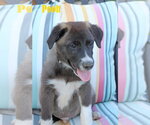 Small Photo #5 Collie-Labrador Retriever Mix Puppy For Sale in Wakefield, RI, USA