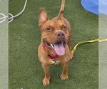 Small #1 American Pit Bull Terrier Mix