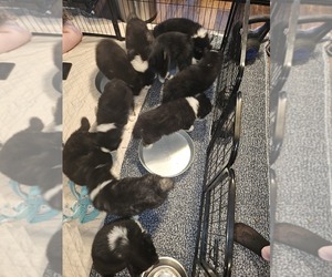 Siberian Husky Puppy for sale in ERIN, TN, USA